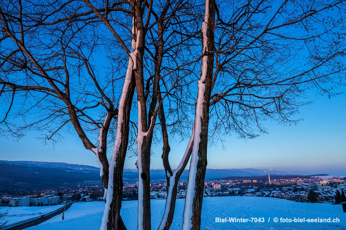 Bildname:  Biel-Winter-7043 auf der Hueb über der Stadt BielBildgrösse: 5616  x 3744 px /  47.5 x 31.7 cm (300dpi)Stichwörter:  Baum, Berner...