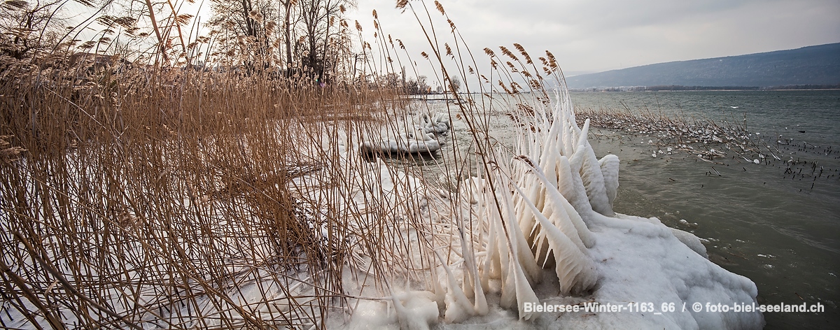 Bildname:  Bielersee-Winter-1163_66 Biel Seeland im Winter bei ErlachBildgrösse: 9359  x 3690 px /  79.2 x 31.2 cm (300dpi)Stichwörter:  Berner...