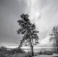 Bei Twann am Bielersee im Winter