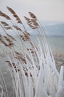 Winter am Bielersee bei Erlach