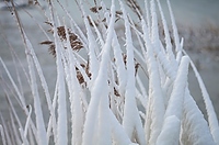 Winter am Bielersee bei Erlach