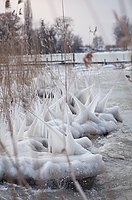 Winter am Bielersee bei Erlach