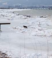 Winter am Bielersee bei Erlach