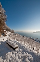 Schafis am Bielersee im Winter